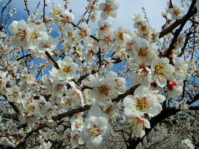 �썂�~�̊J��