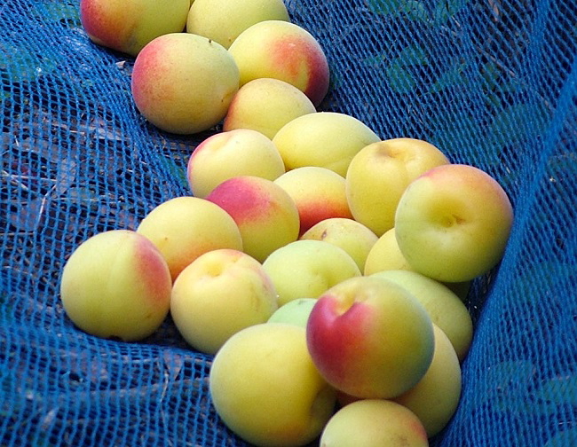 �썂�~�̎��n