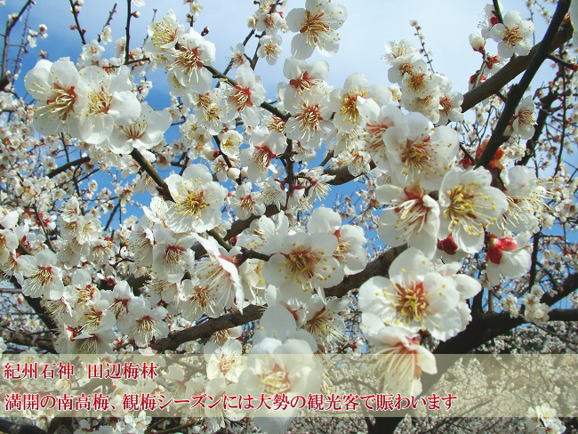 ���J�̓썂�~